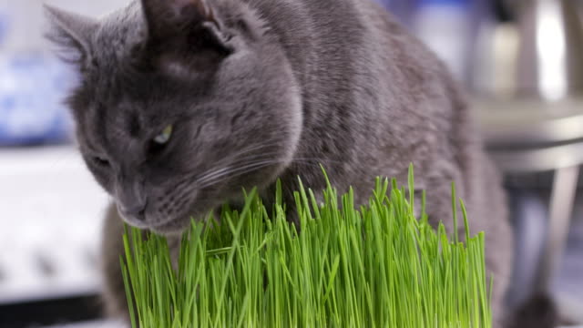 Graue-Hauskatze-frisst-frisch-gewachsenen-grünen-Rasen-zu-Hause