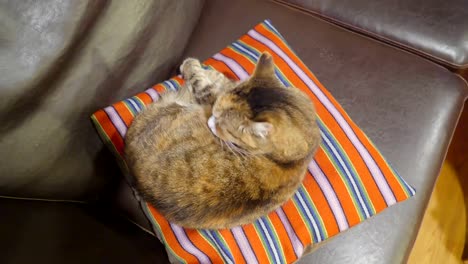 A-brown-cat-on-top-of-the-orange-pillow