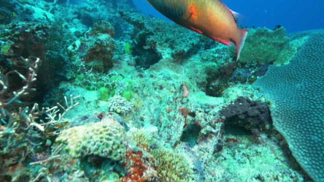 Kamerafahrt-von-einer-Wange-gesäumten-Lippfische-am-Rainbow-Reef-in-Fidschi