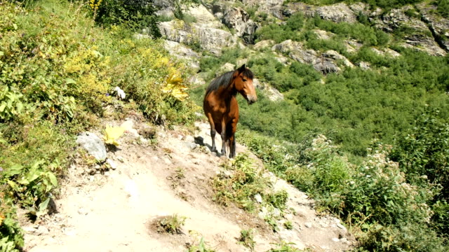 Brown-wild-horse-with-a-black-furry-mane-stands-in-the-mountains-on-a-sunny-day.
