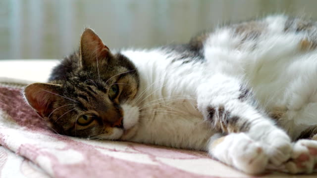 Süße-Katze-liegend-auf-einer-Decke-in-4-k-Slow-Motion-60fps