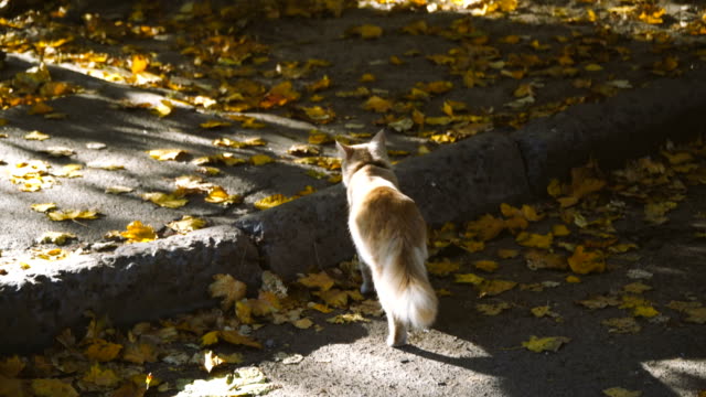 Katze.-Die-Katze-Spaziergänge-entlang-der-Straße-Herbst