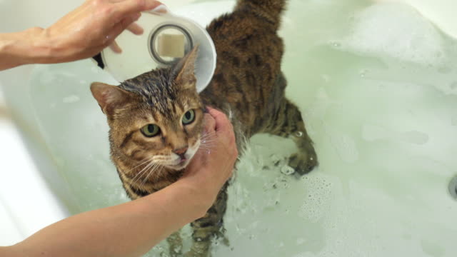 4K-weibliche-Wäsche-Bengal-Katze-in-der-Badewanne