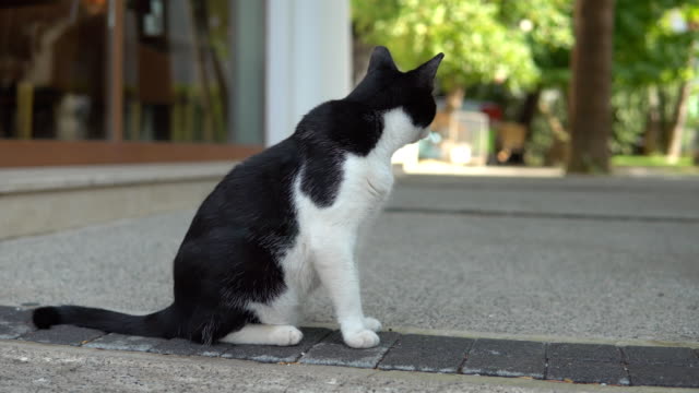 Retrato-de-un-gato-callejero-de-pie-y-mirando-en-vieja-ciudad-europea,-fondo-natural-animal