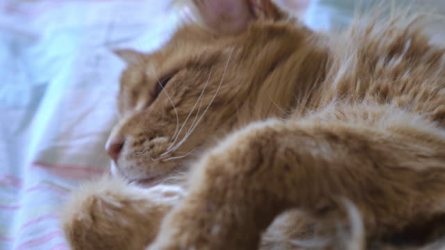 Ginger-Cat-Face-Looking-at-Camera