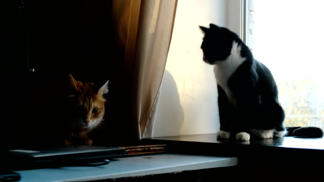 Katzen-kämpfen-spielen-zu-Hause.-Schwarze-Katze-belästigt-Ingwertee-Haustier-lustigste-winkende-Pfoten