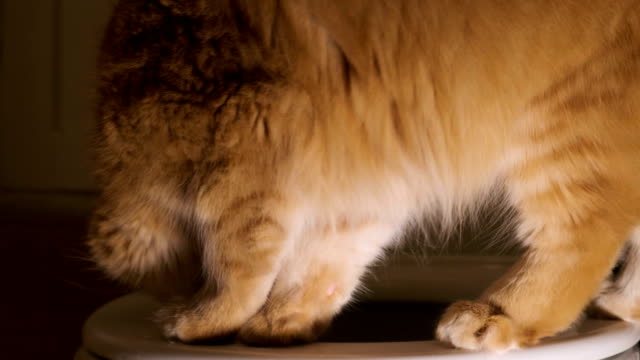 Red-cat-looks-into-the-toilet,-walks-on-the-rim-of-the-toilet