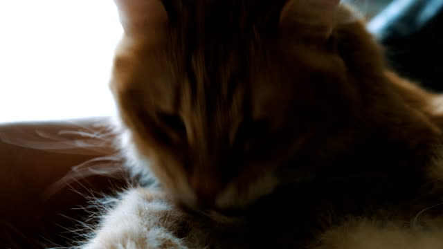 Flauschige-Ingwer-Katze-lecken-Wäschen-Heck-hautnah-zu-Hause