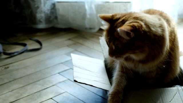 Gato-rojo-guarda-y-protege-su-caja