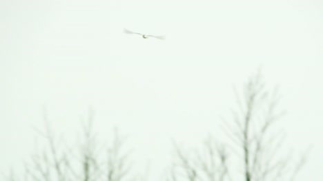 Gaviota-reidora-volando-entre-árboles