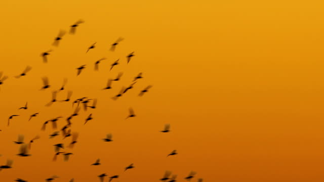 aves-voladoras