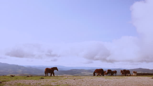 Wide-shot-of-wild-horses-in-the-mountains