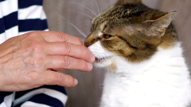 Cat-licking-a-hand-in-4k-slow-motion-60fps