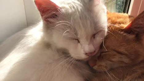 Sleeping-Cute-Cats