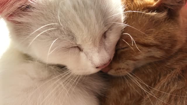 Sueño-de-gatos-lindos