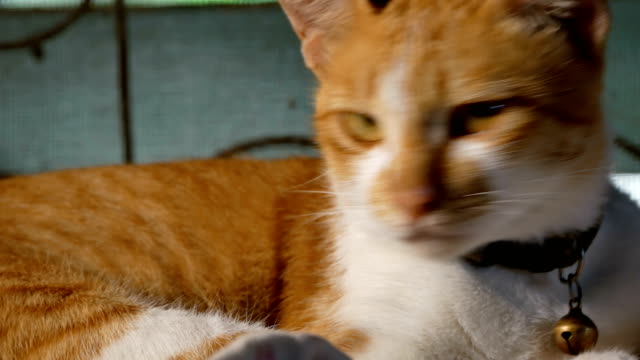 Gelbe-Thai-Katze-liegend-auf-Tisch
