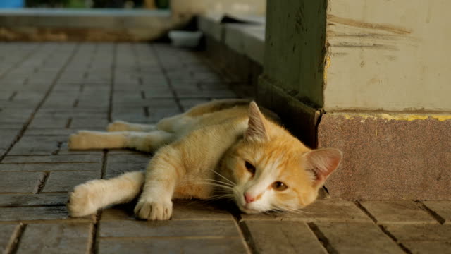 rote-Katze-liegt-und-genießt-auf-der-Straße.