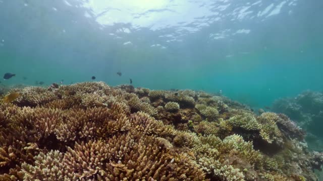 Korallenriffen-und-tropischen-Fischen