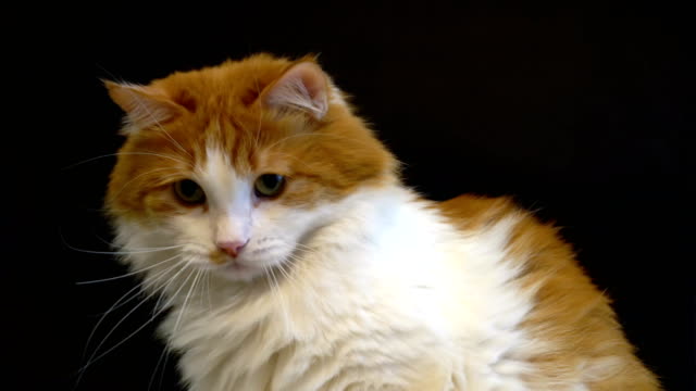 Lustige-rote-und-weiße-Katze-Gesicht-Nahaufnahme