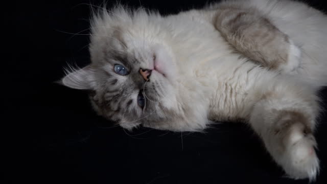 Porträt-einer-intelligenten,-flauschig,-Farbe-Punkt-Sibirische-Katze