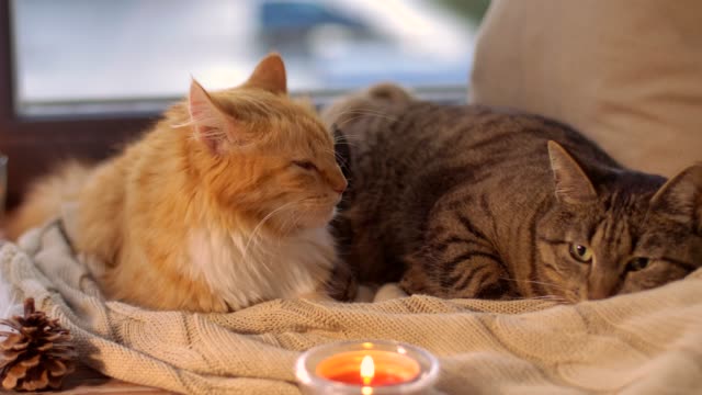 zwei-Katzen-auf-Decke-zu-Hause-Fensterbank-liegend