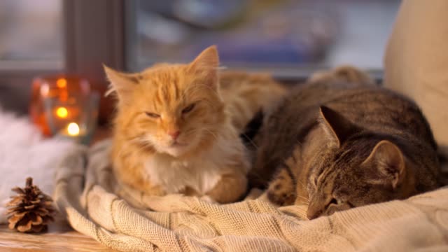 two-cats-lying-on-blanket-at-home-window-sill