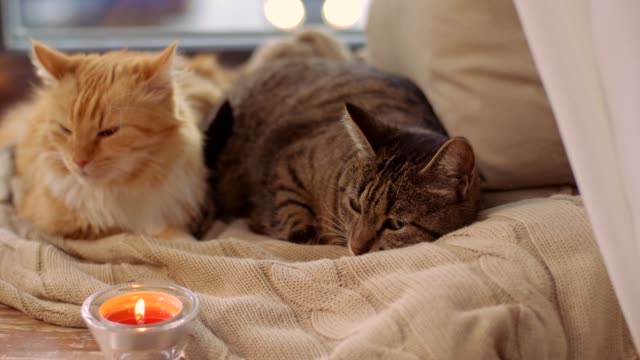 zwei-Katzen-auf-Decke-zu-Hause-Fensterbank-liegend