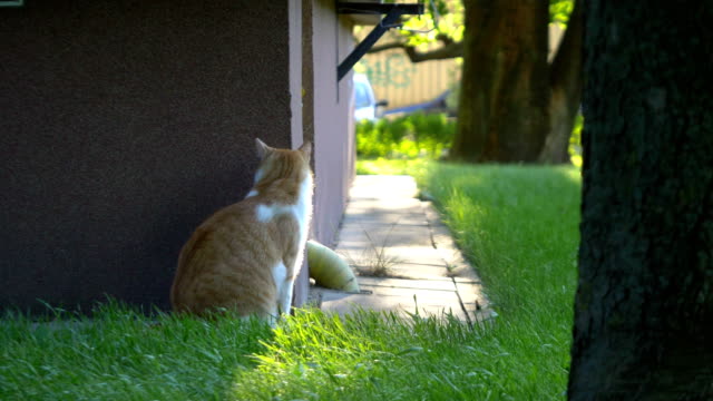 Surprised-cat-sitting-near-the-building-in-slow-motion-60fps