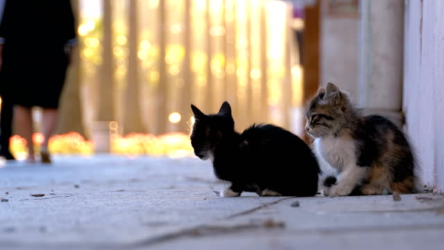 Dos-gatitos-sin-hogar-en-la-calle-de-la-ciudad