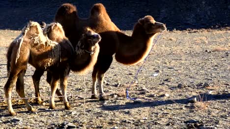 Baktrischen-Kamel-und-ihr-Kalb-ansehen