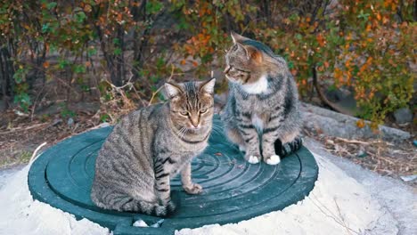 Zwei-Obdachlose-grau-Katzen-sitzen-auf-der-Straße