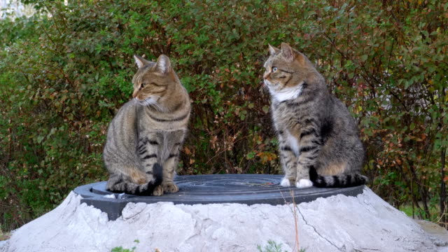 Dos-gatos-grises-sin-hogar-están-sentados-en-la-calle