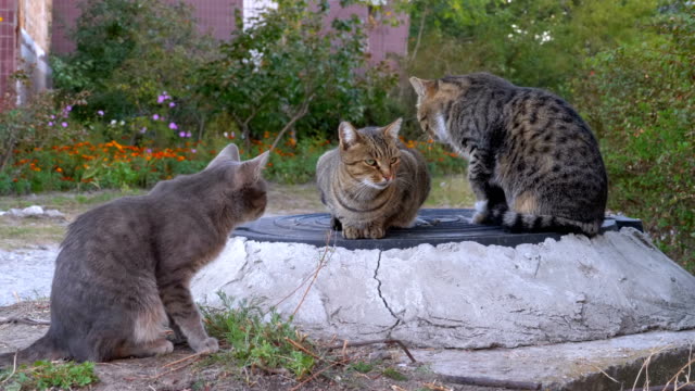 Drei-Obdachlose-grau-Katzen-sitzen-auf-der-Straße