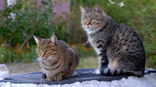 Dos-gatos-grises-sin-hogar-están-sentados-en-la-calle