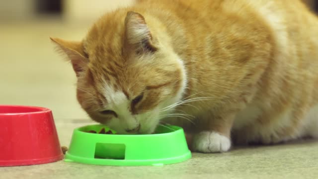 junge-Katze-essen-von-einem-Teller