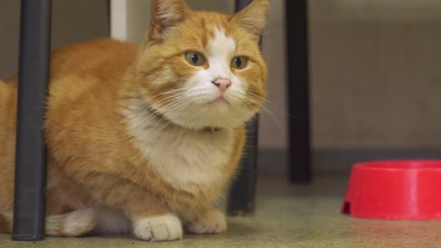 imperturbable-ginger-cat-look-around