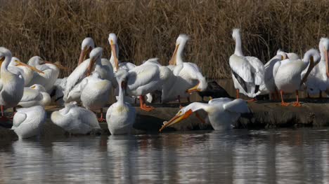 Pelicans-in-wetlands