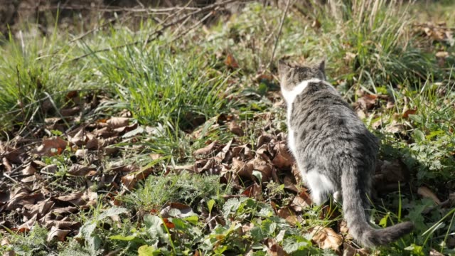 Pet-Felis-catus-sneaks-around-in-the-grass-4K-2160p-30fps-UHD-footage---Domestic-kitten-seeks-food-in-the-field-3840x2160-UltraHD-video