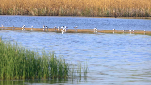 Vogelschwarm-Lachen-Möwe-auf-einem-sandigen-Teich-im-Frühjahr-Brutzeit-sammeln