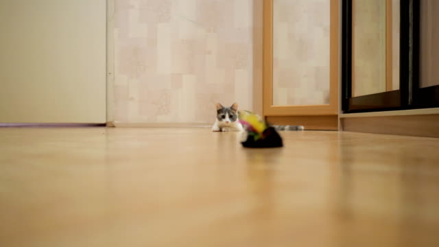 Hauskatze-zeigt-Hunter-Instinkt-Sprung-auf-die-Maus-Spielzeug