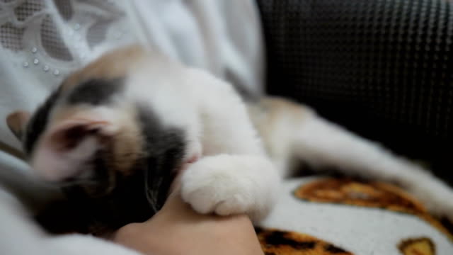 Katze-greift-die-Hand-und-versucht-zu-beißen