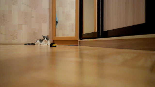 Hauskatze-zeigt-Hunter-Instinkt-Sprung-auf-die-Maus-Spielzeug.