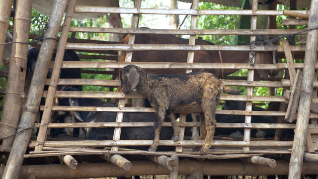 Goat-kid-scratching-its-head-against-flat-bamboo-sticks