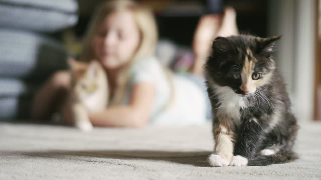 Katze,-die-Reinigung-selbst-ein-kleines-Mädchen-streicheln-Ein-Kätzchen-im-Hintergrund