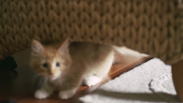 A-kitten-running-from-one-hiding-place-to-another-while-a-little-girl-tries-to-grab-it