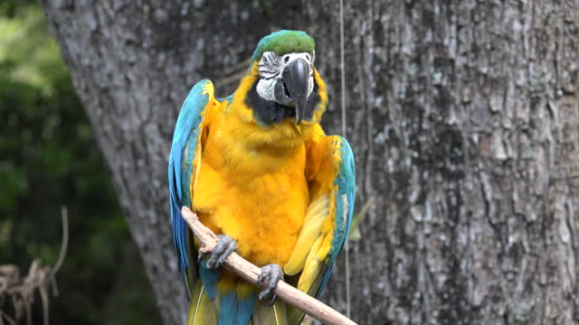 Wild-Parrot-on-Perch