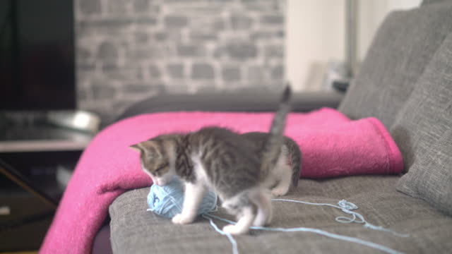 Kätzchen-spielen-mit-einem-ball-aus-Wolle-auf-einer-couch