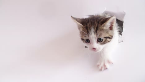 Tabby-kitten-with-white-paws-on-a-white-background