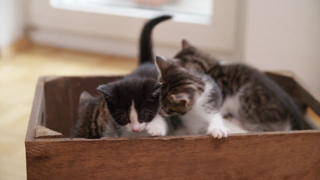Kitten-Suchen-Sie-auf-der-Seite-auf-eine-hölzerne-box