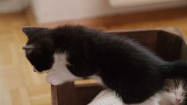 Neugierig-Kätzchen-versucht,-klettern-Sie-auf-eine-hölzerne-box